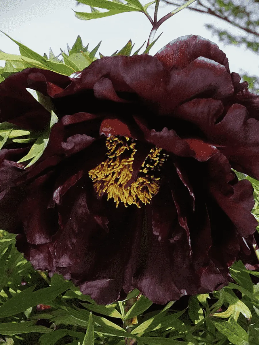 Пион Древовидный Black Panther