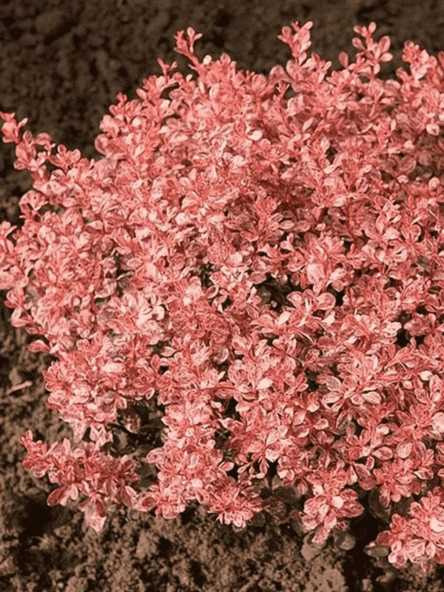 Барбарис Тунберга Inspiration