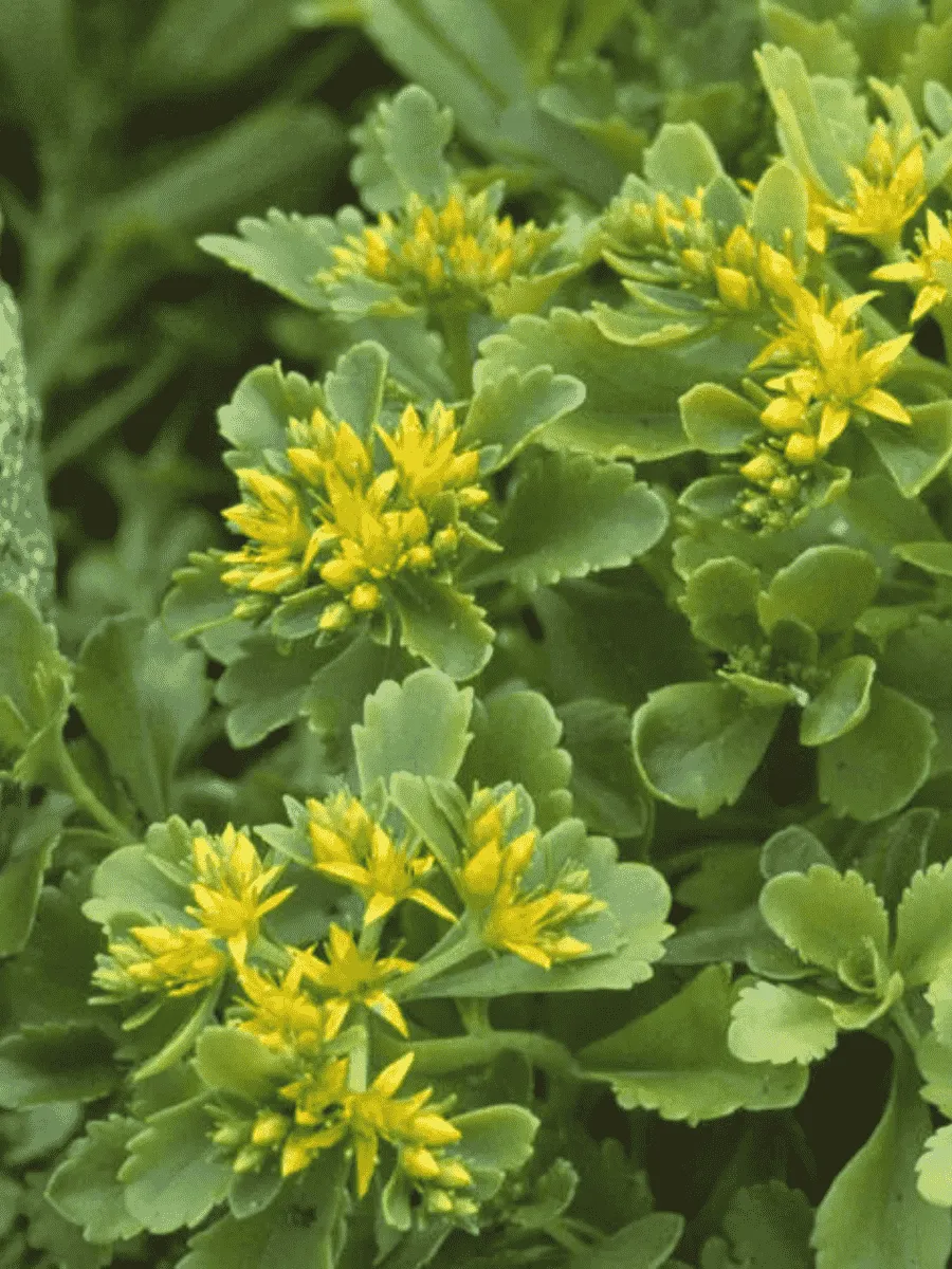 Очиток камчатский Immergrun