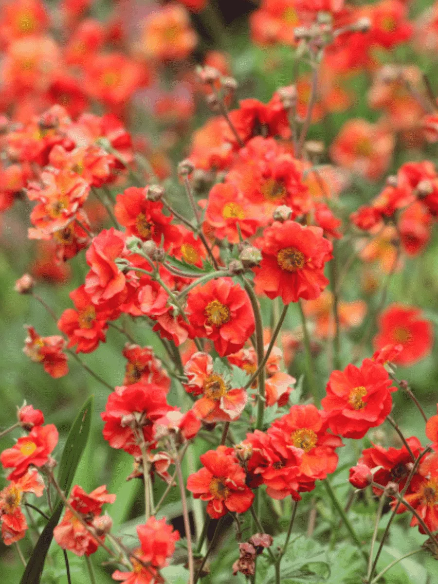 Гравилат Гравилат