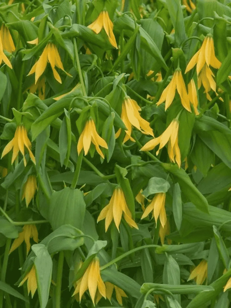 Увулярия крупноцветковая Увулярия крупноцветковая