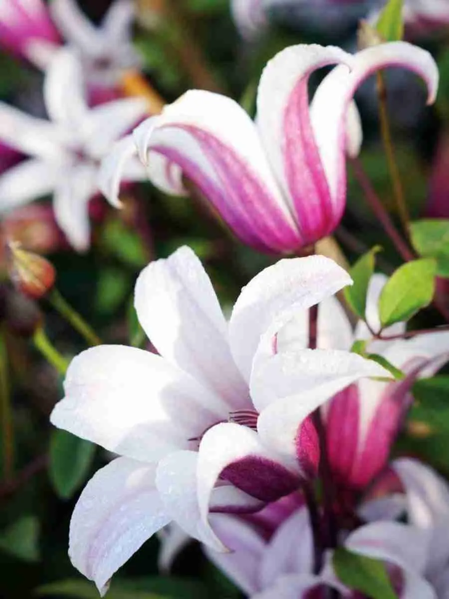 Клематис Princess Kate