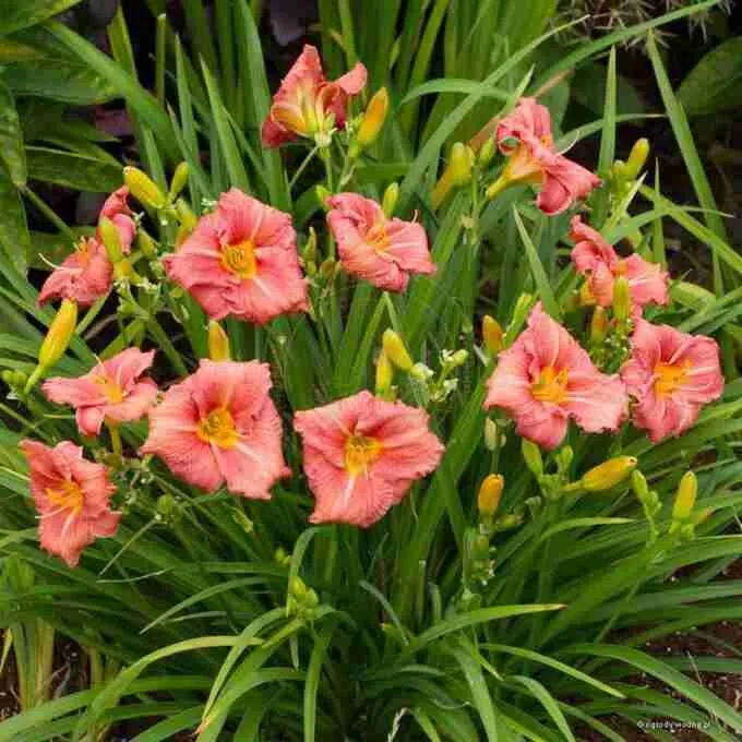 Лилейник Dress Code