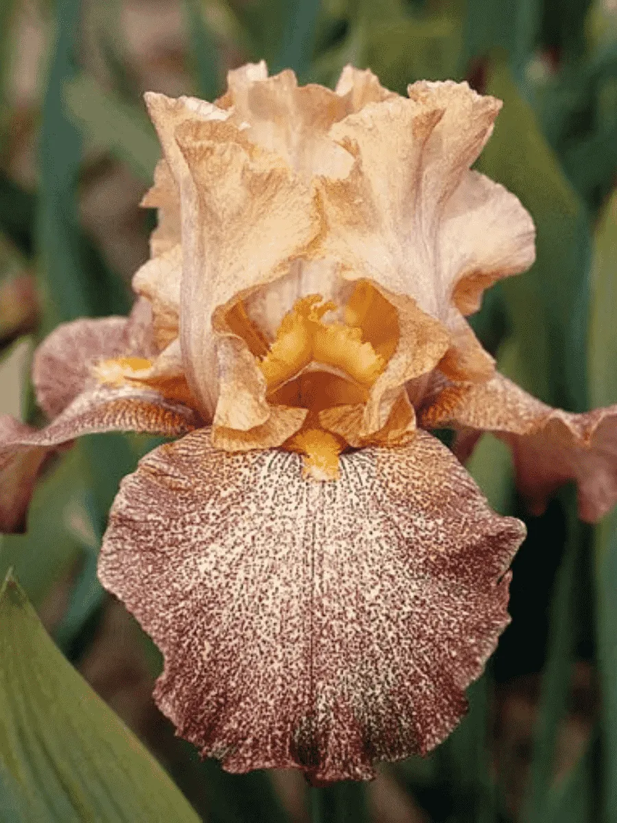 Ирис германский Speckles Size