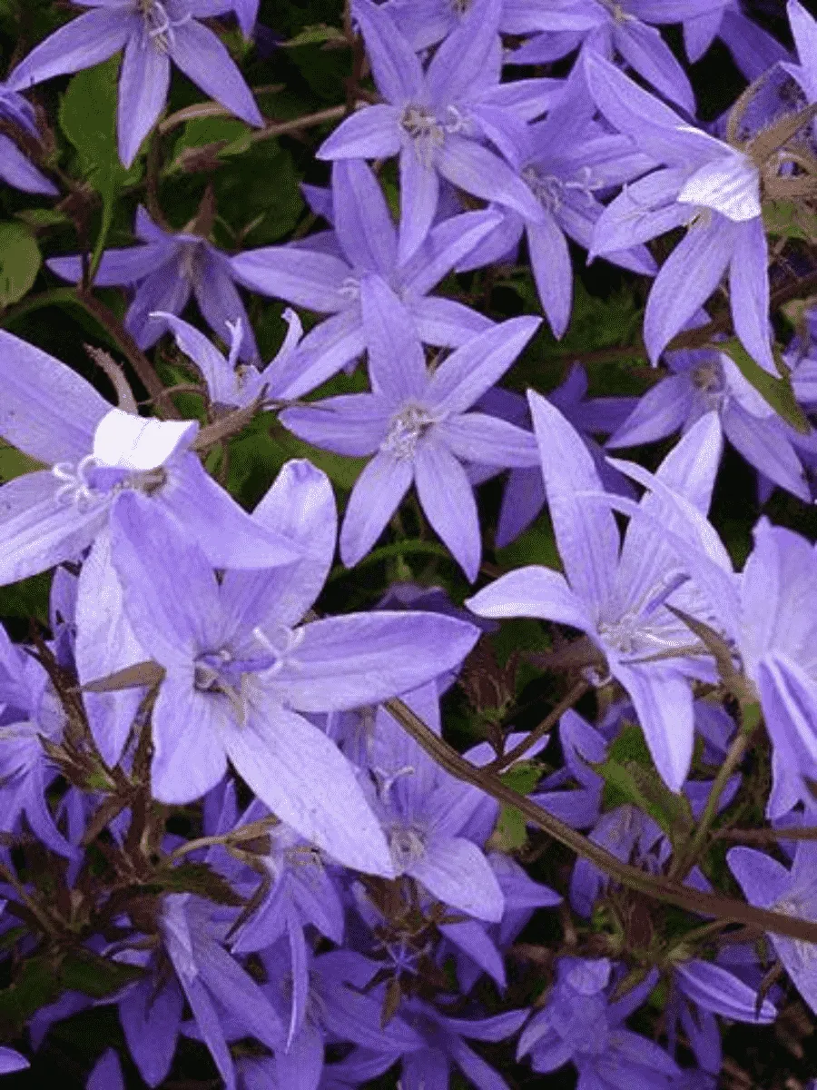 Колокольчик пожарского Lagoon Blue