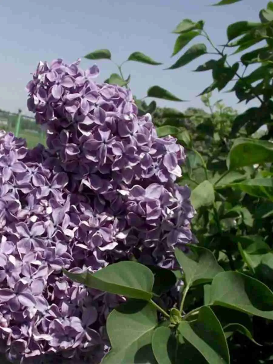 Сирень обыкновенная Валаам