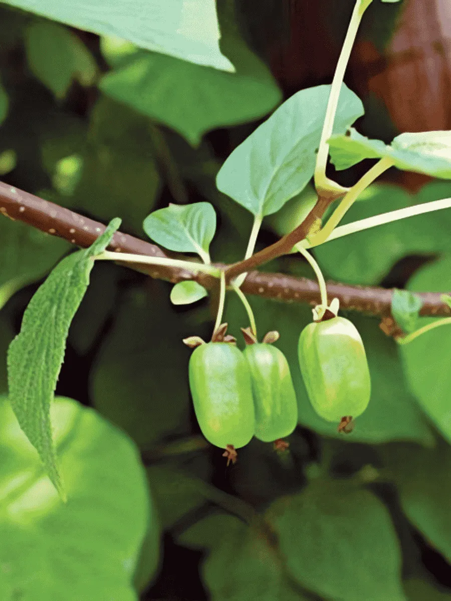 Актинидия коломикта Клара Цеткин Актинидия коломикта Клара Цеткин