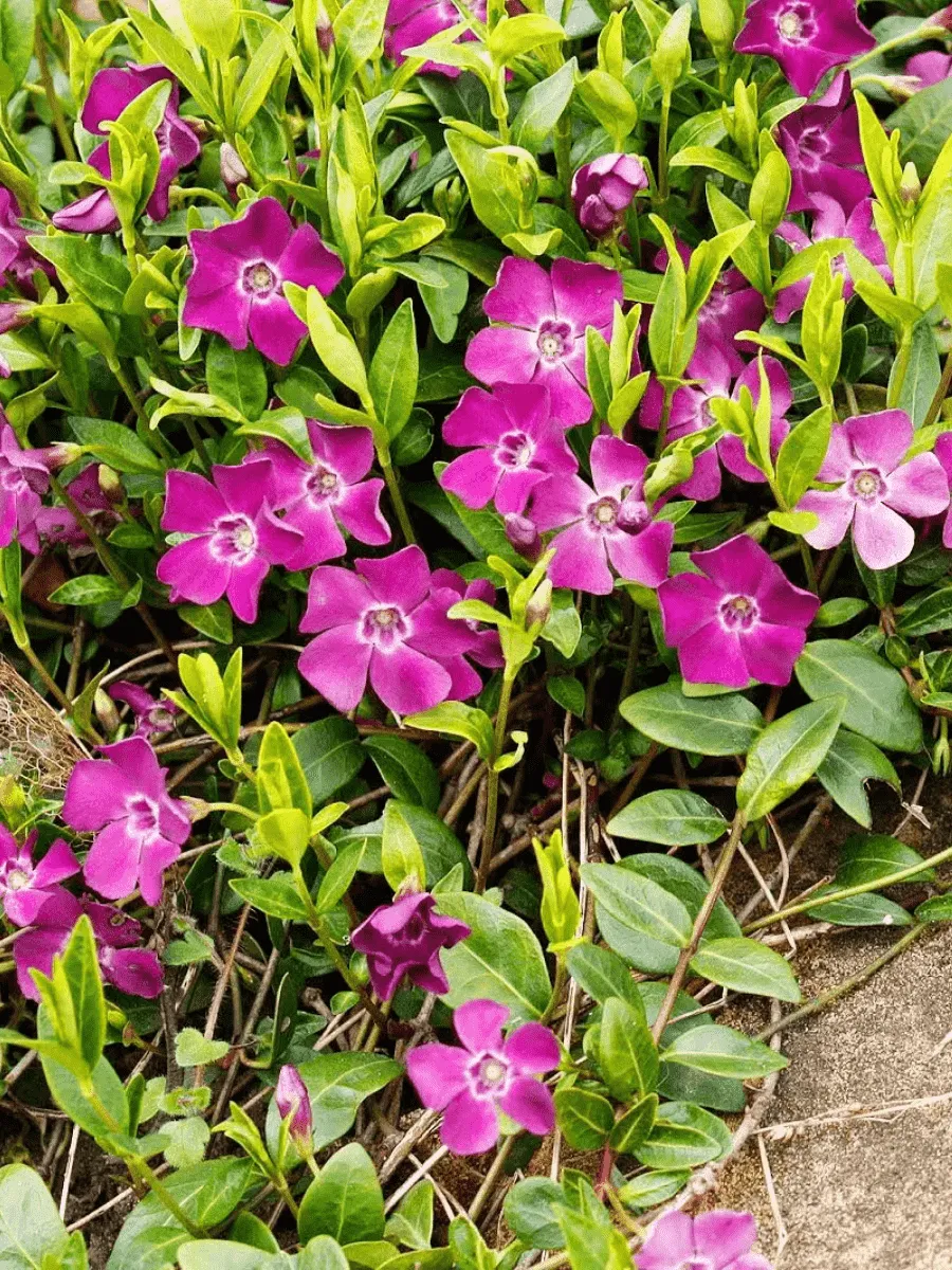 Барвинок малый Atropurpurea