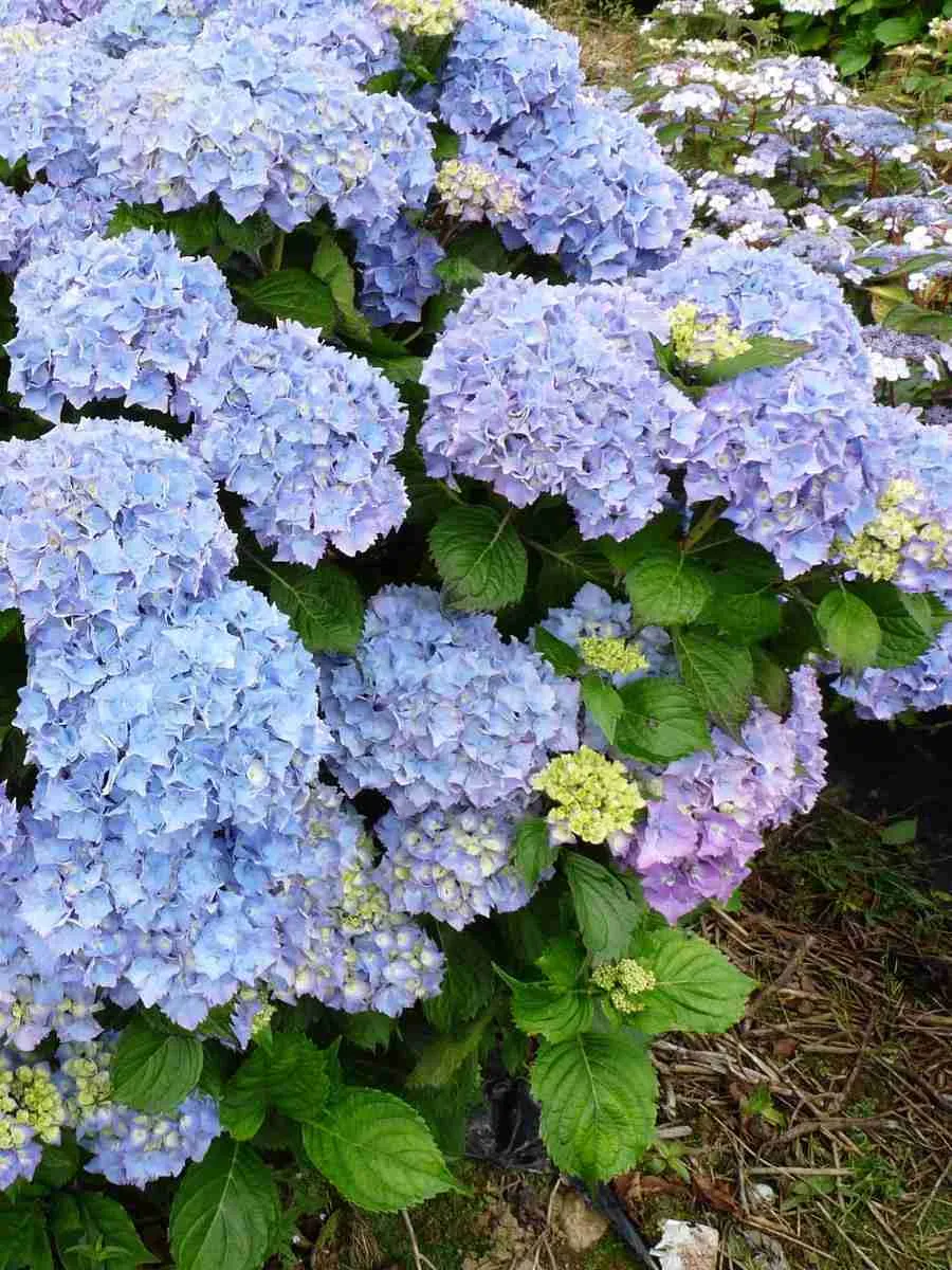 Гортензия крупнолистная Blauer Zwerg