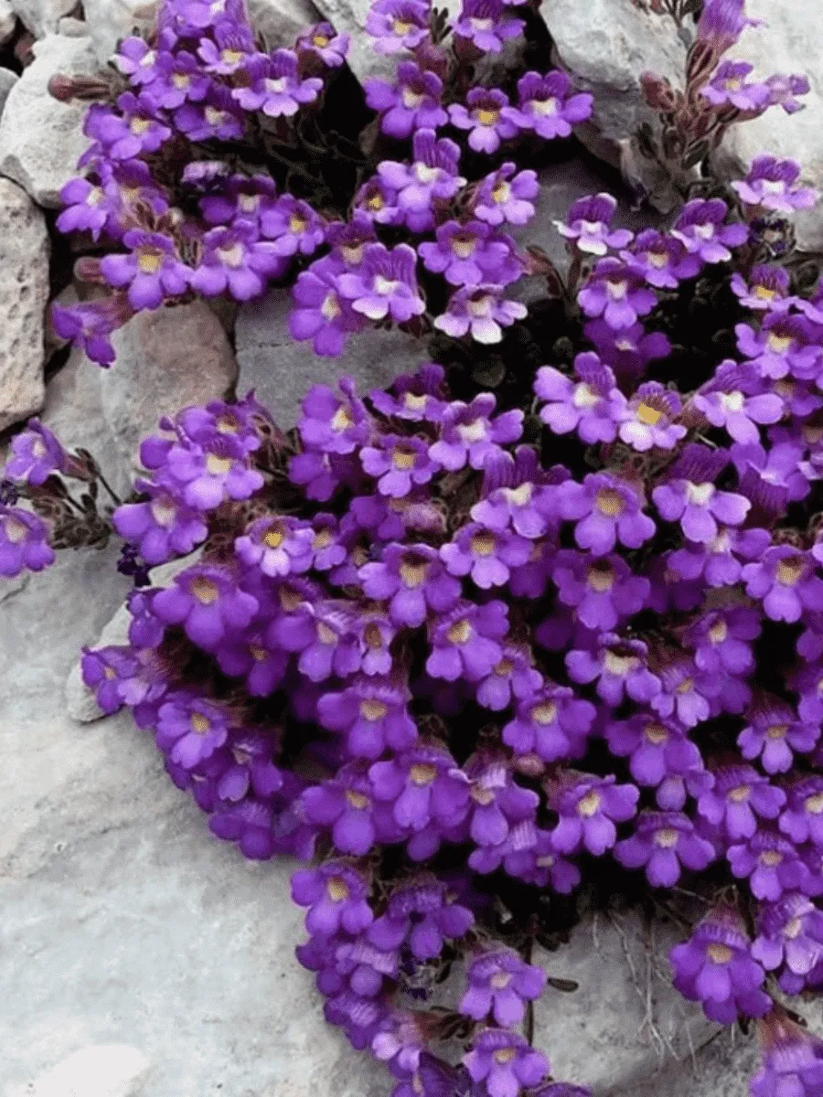 Хеноринум Хеноринум