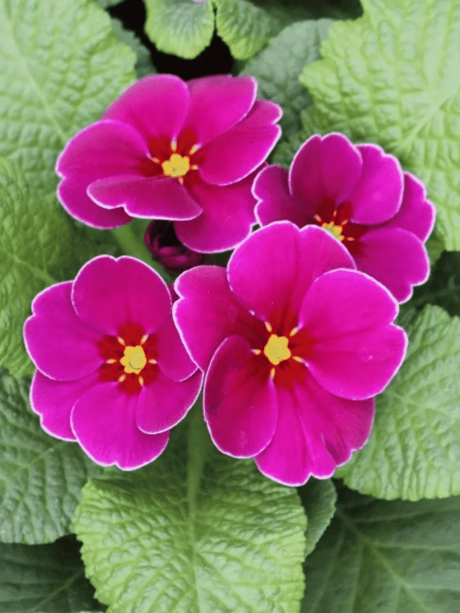 Примула Hethor Springsun Violet