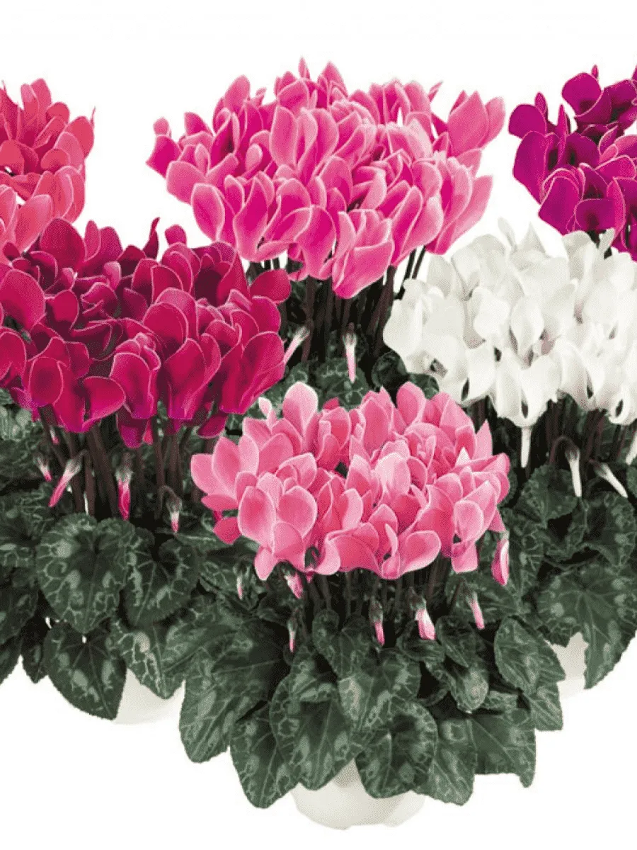 Цикламен персидский Helios Mix Цикламен персидский Helios Mix