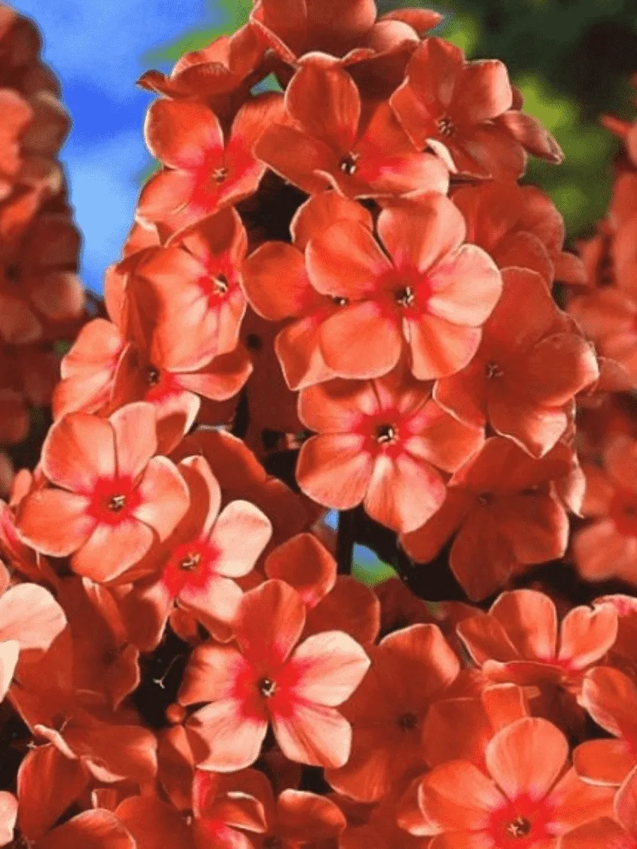 Флокс метельчатый Orange Perfection