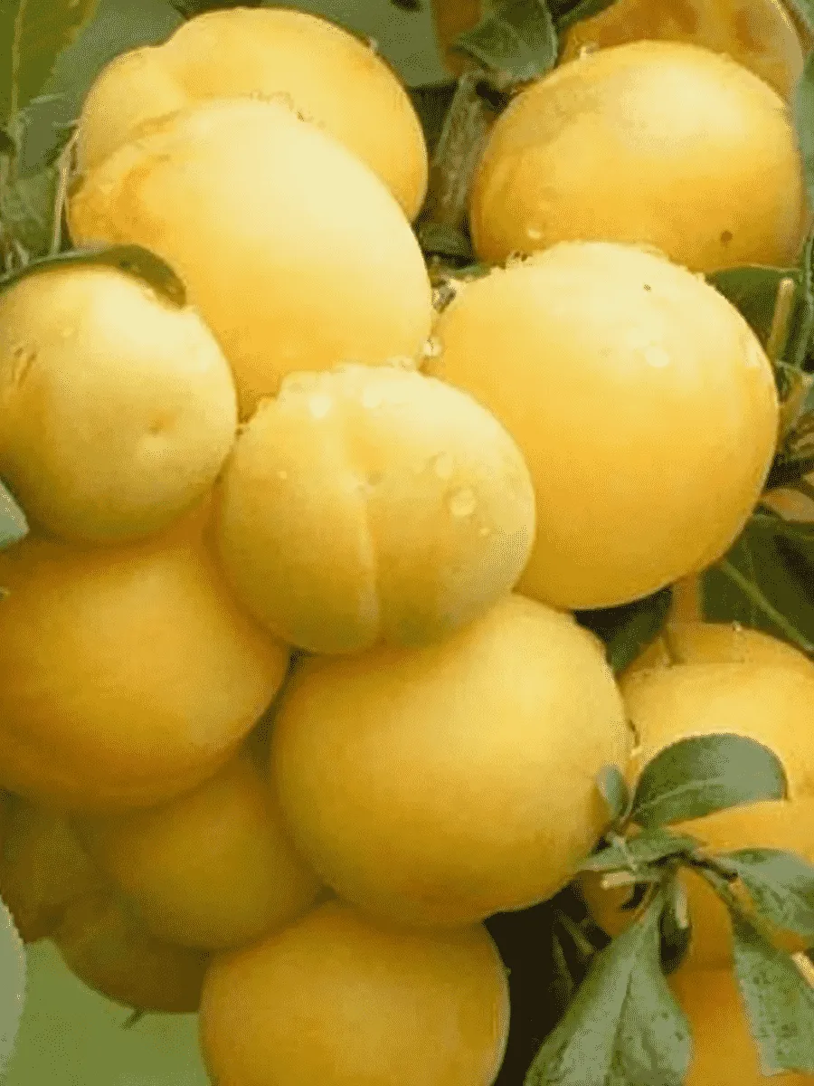 Алыча гибридная Мара Алыча гибридная Мара