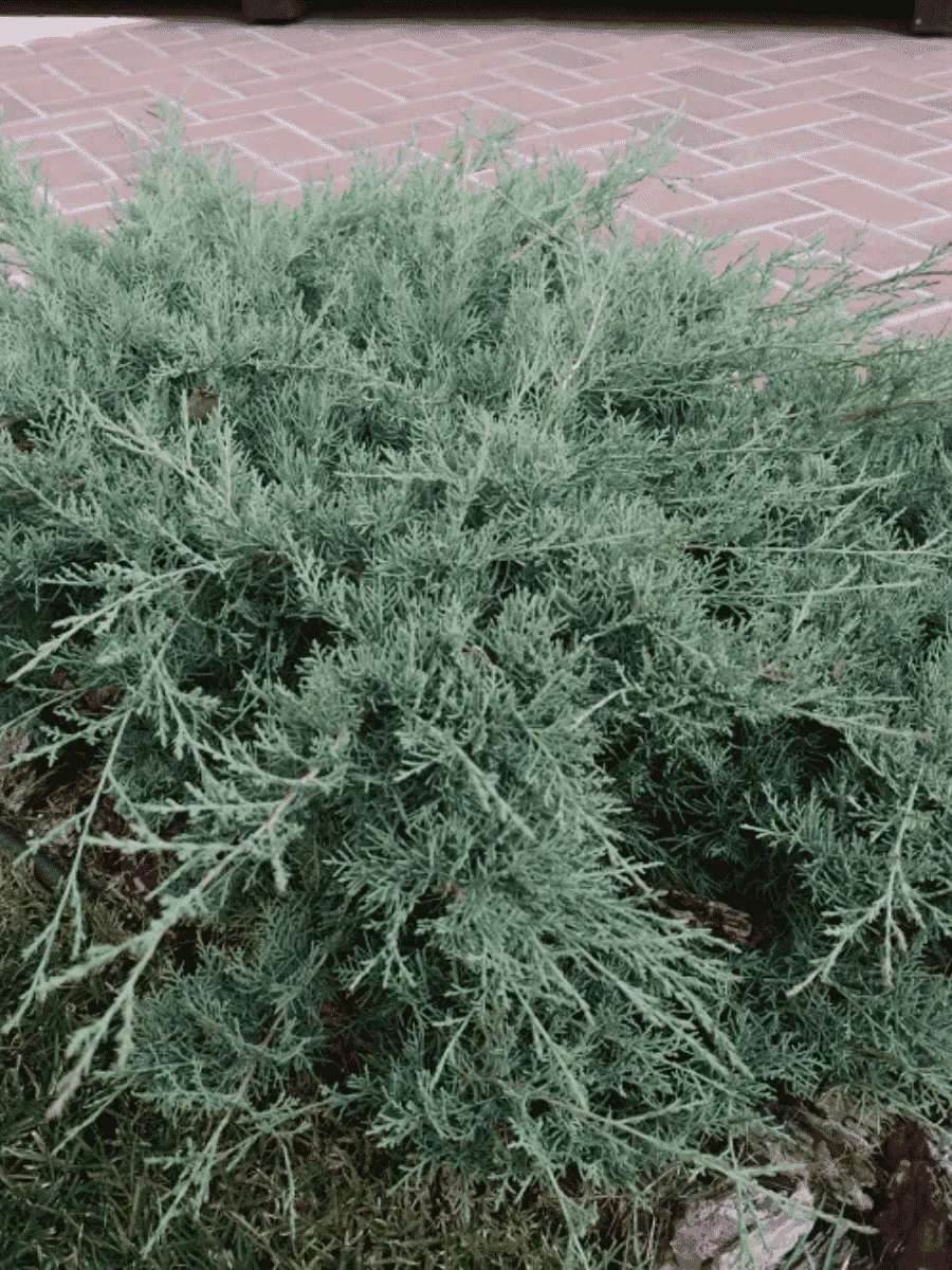 Можжевельник средний Pfitzeriana Glauca