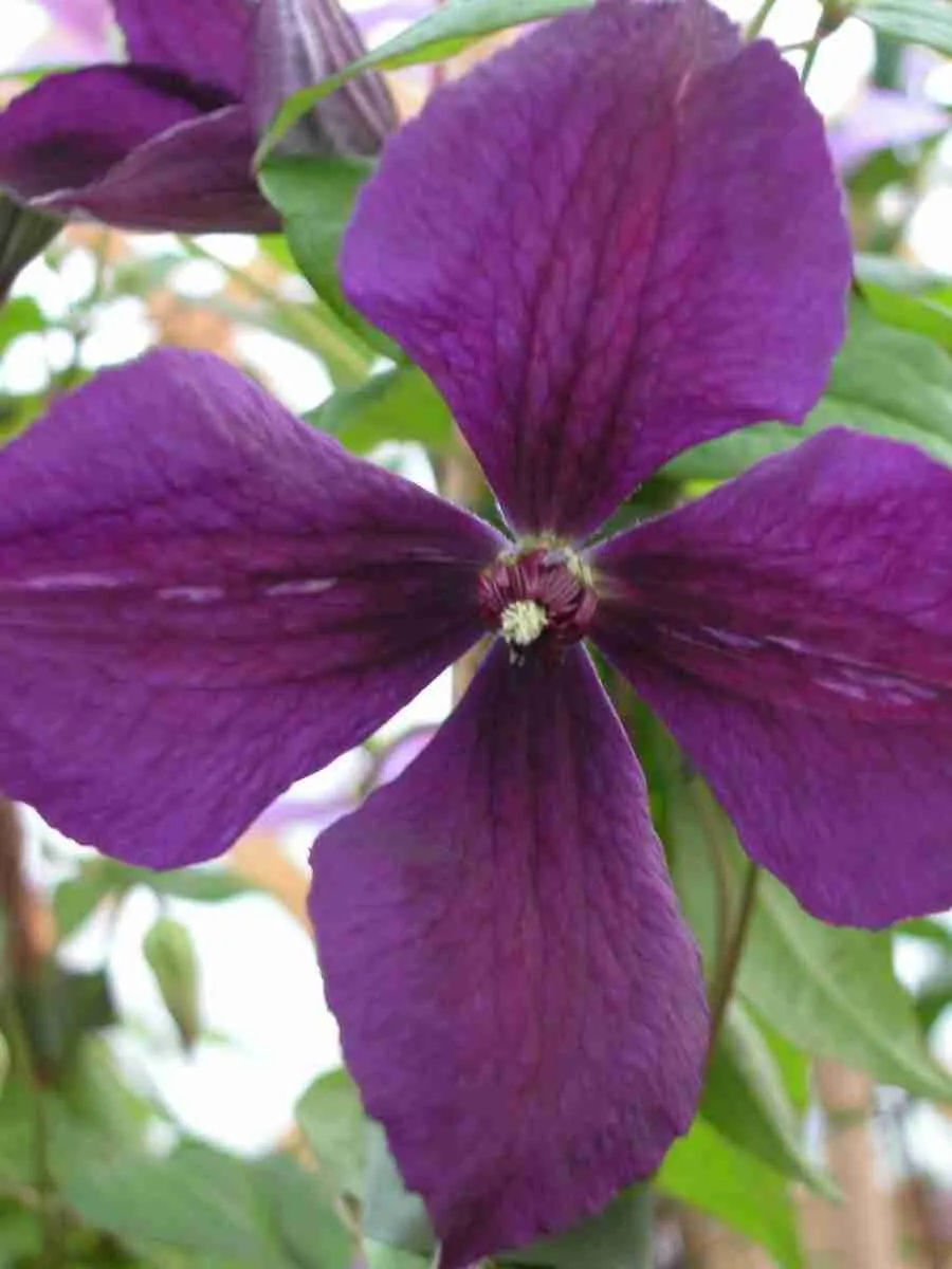 Клематис гибридный Negritianka Клематис гибридный Negritianka