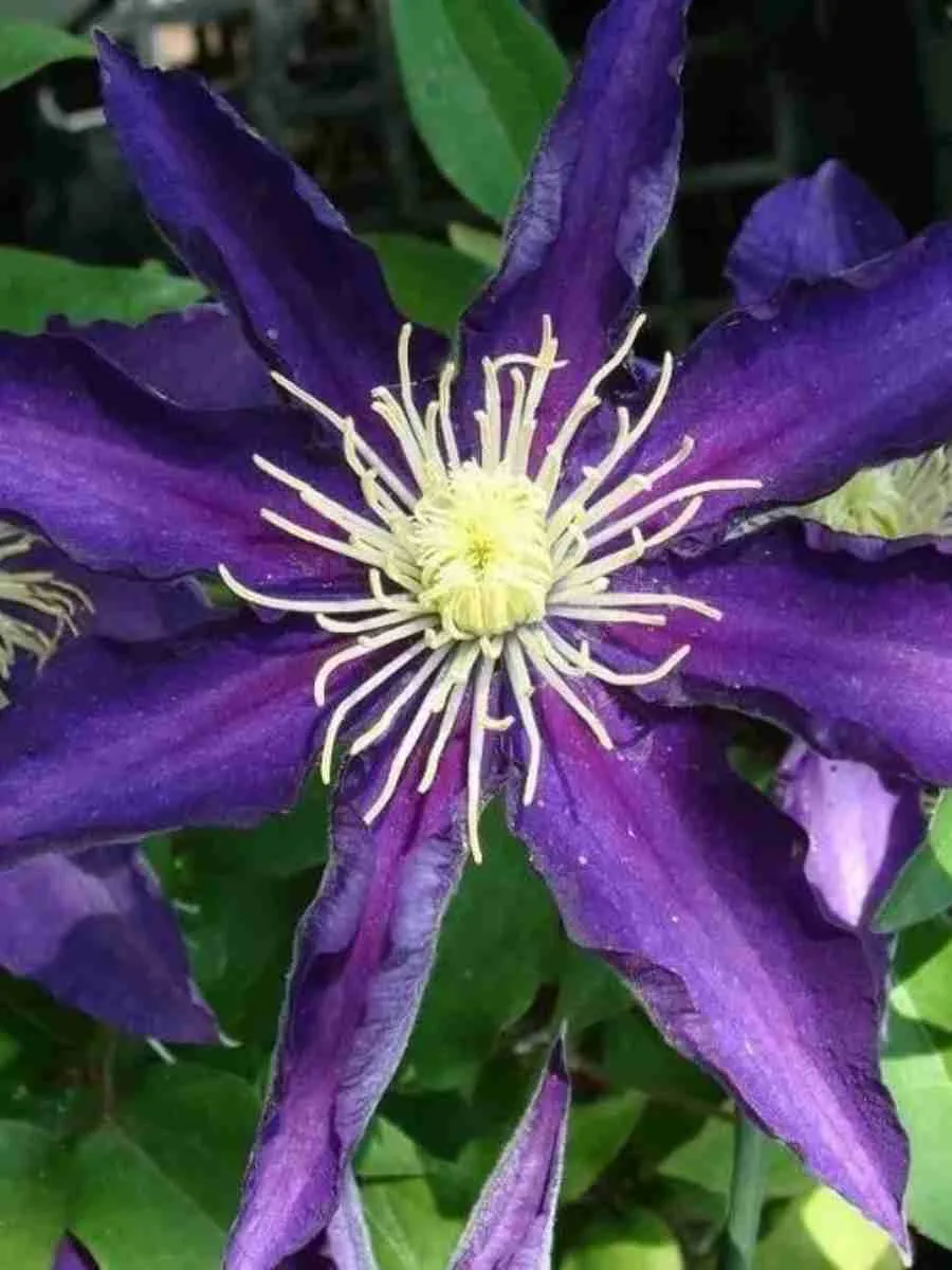 Клематис гибридный Hakuookan Клематис гибридный Hakuookan