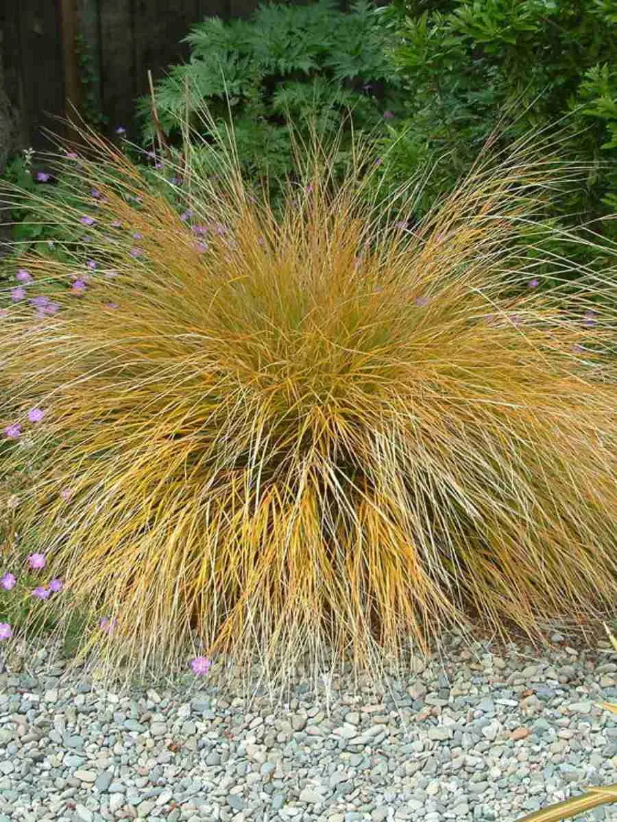 Анемантеле тростниковидный Sirocco Анемантеле тростниковидный Sirocco