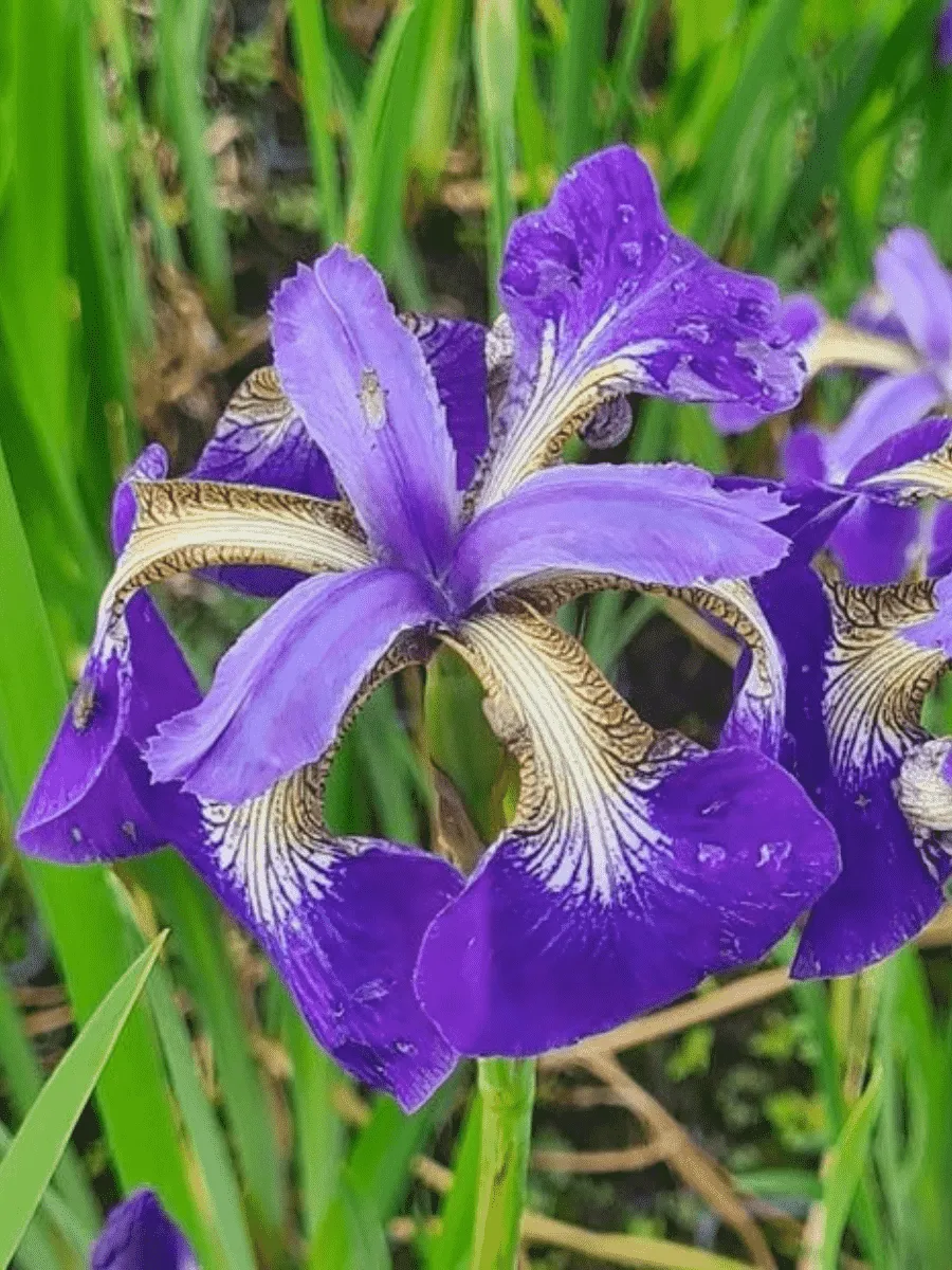 Ирис сибирский Helicopter