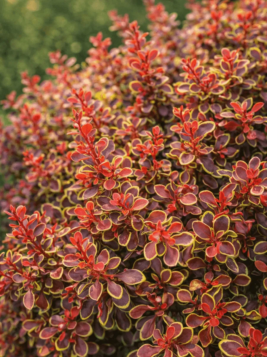 Барбарис Тунберга Golden Ruby