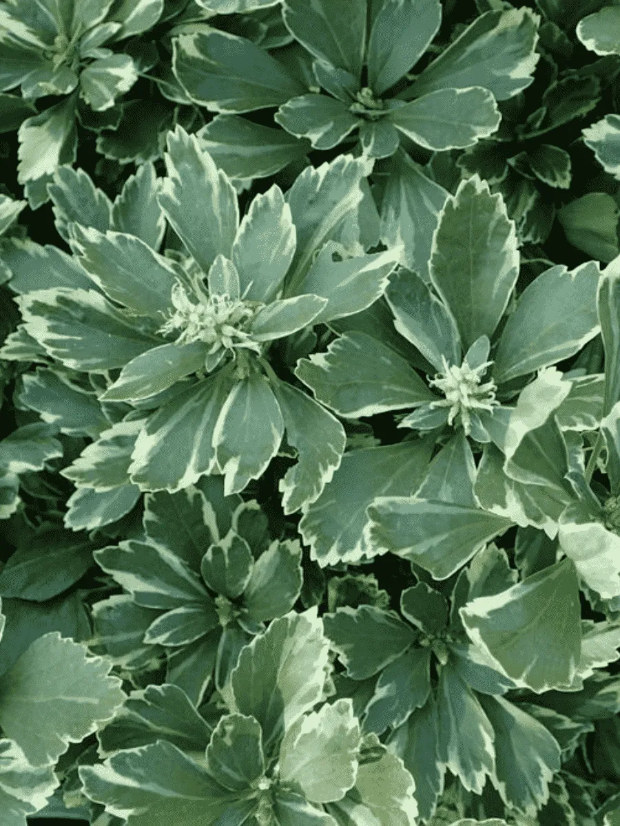 Пахизандра верхушечная Variegata