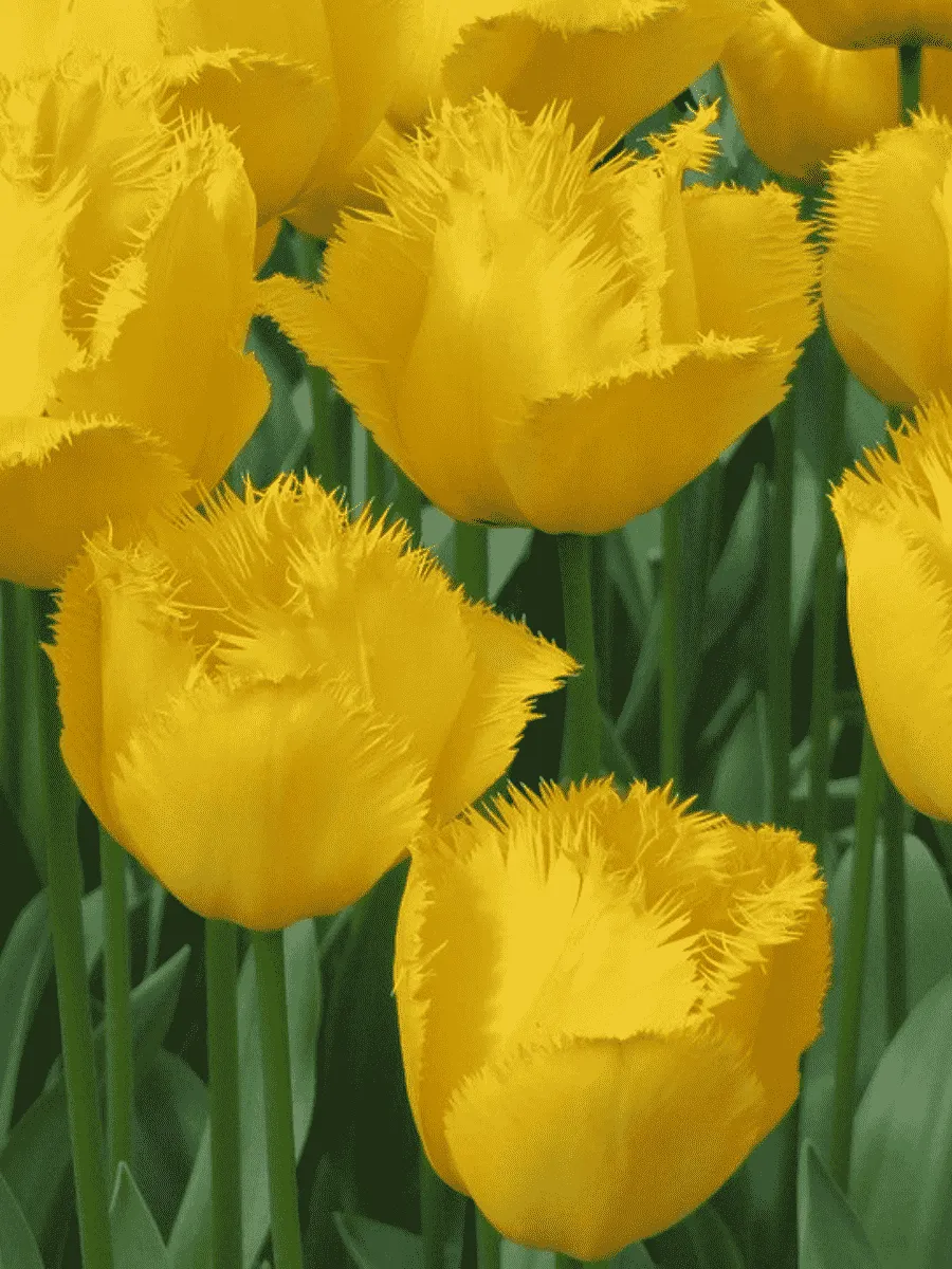 Тюльпан Crispy Mary