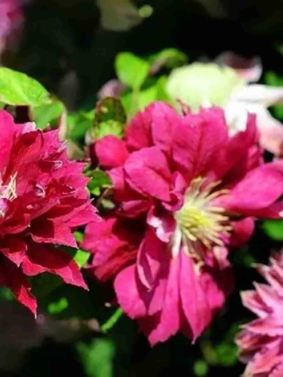 Клематис гибридный Red Star