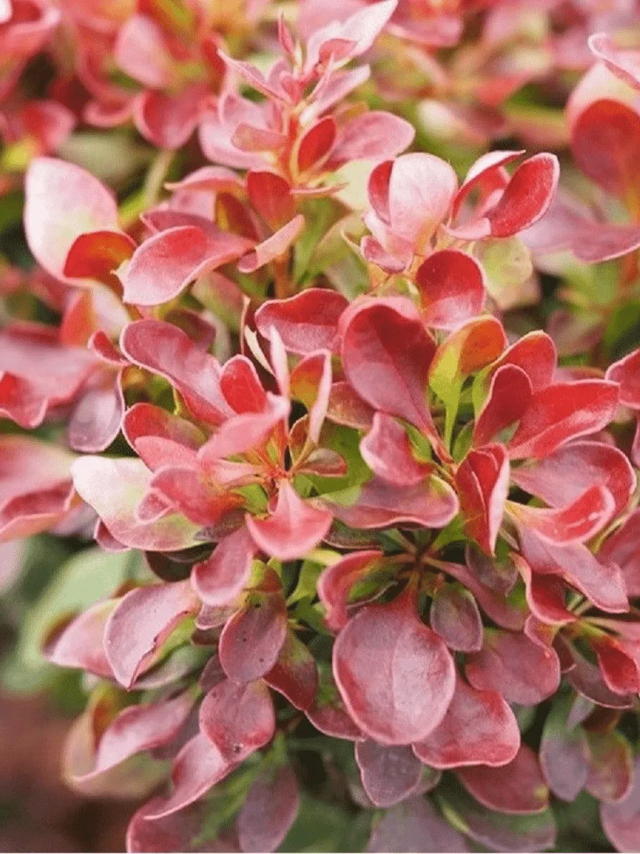 Барбарис Тунберга Lutin Rouge Барбарис Тунберга Lutin Rouge