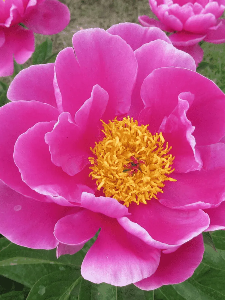 Пион Молочноцветковый L Eclatante