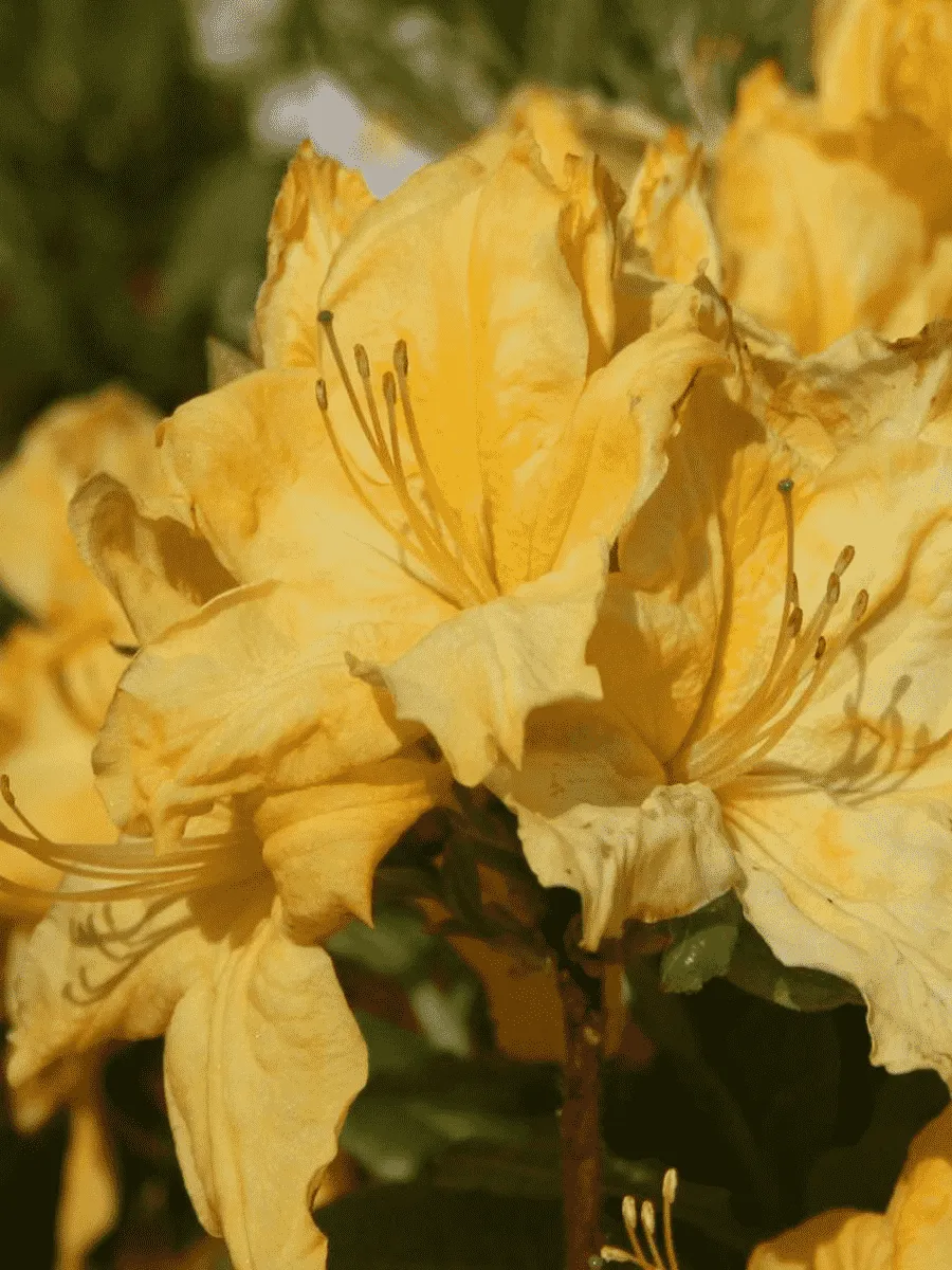 Азалия Windsor Sunbeam Азалия Windsor Sunbeam