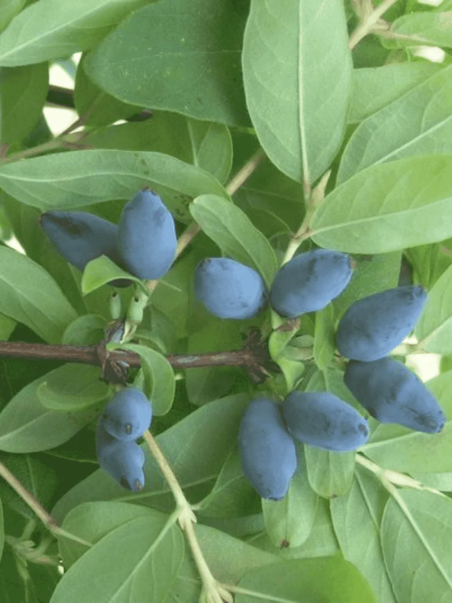 Жимолость плодовая Лазурная Жимолость плодовая Лазурная