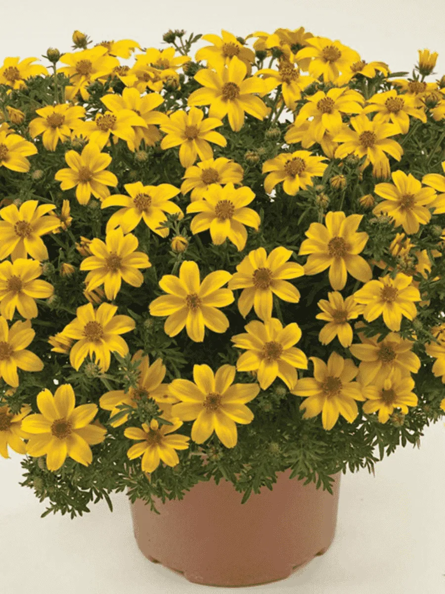 Биденс Bill's Medaillon Биденс Bill's Medaillon