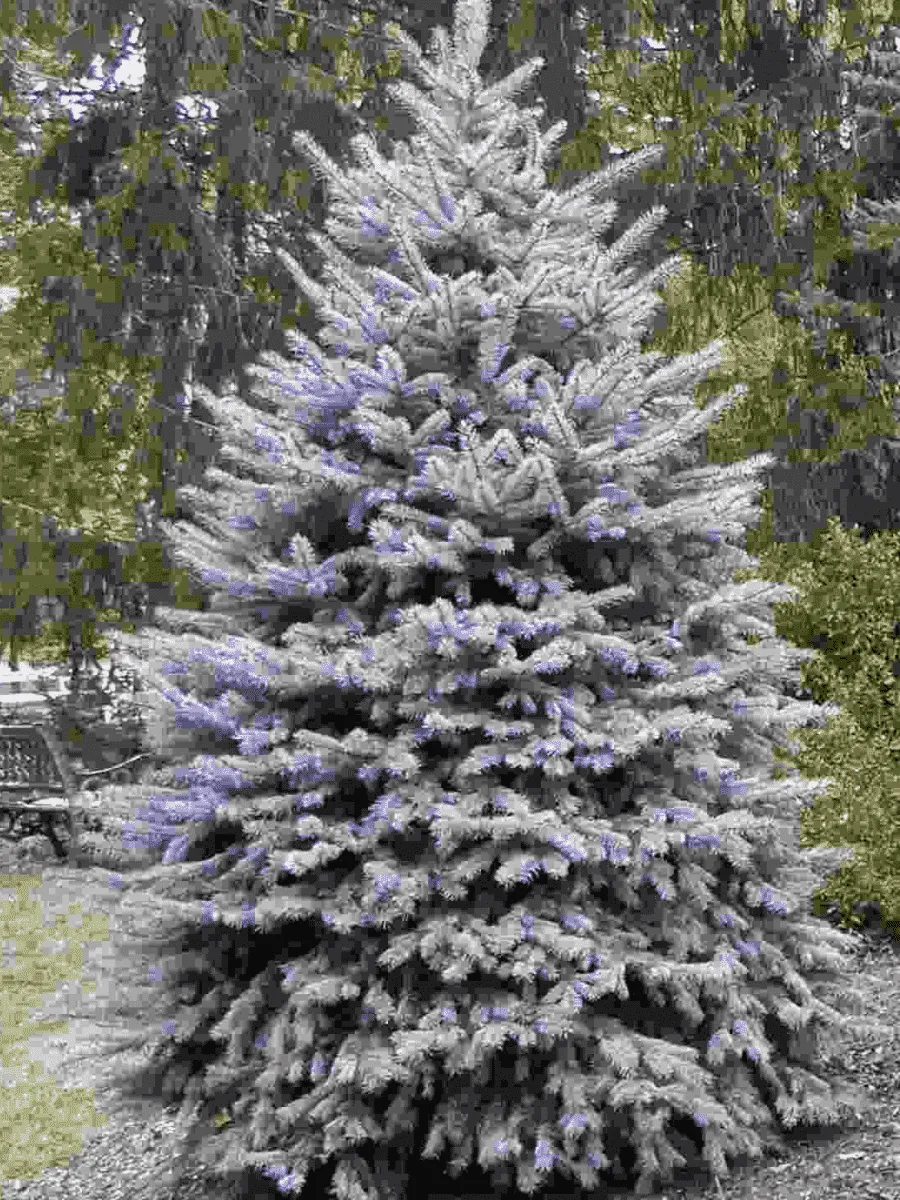 Ель колючая Blue Diamond Ель колючая Blue Diamond