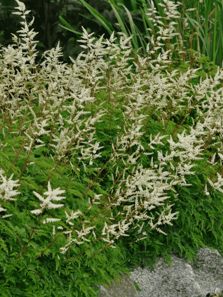 Волжанка кокорышелистная Волжанка кокорышелистная