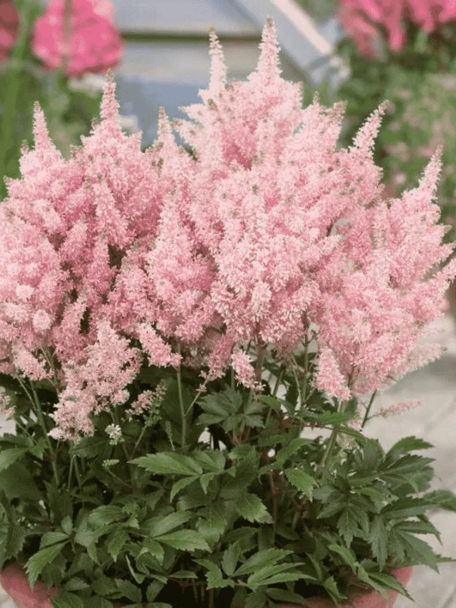 Астильба гибридная Younique Salmon