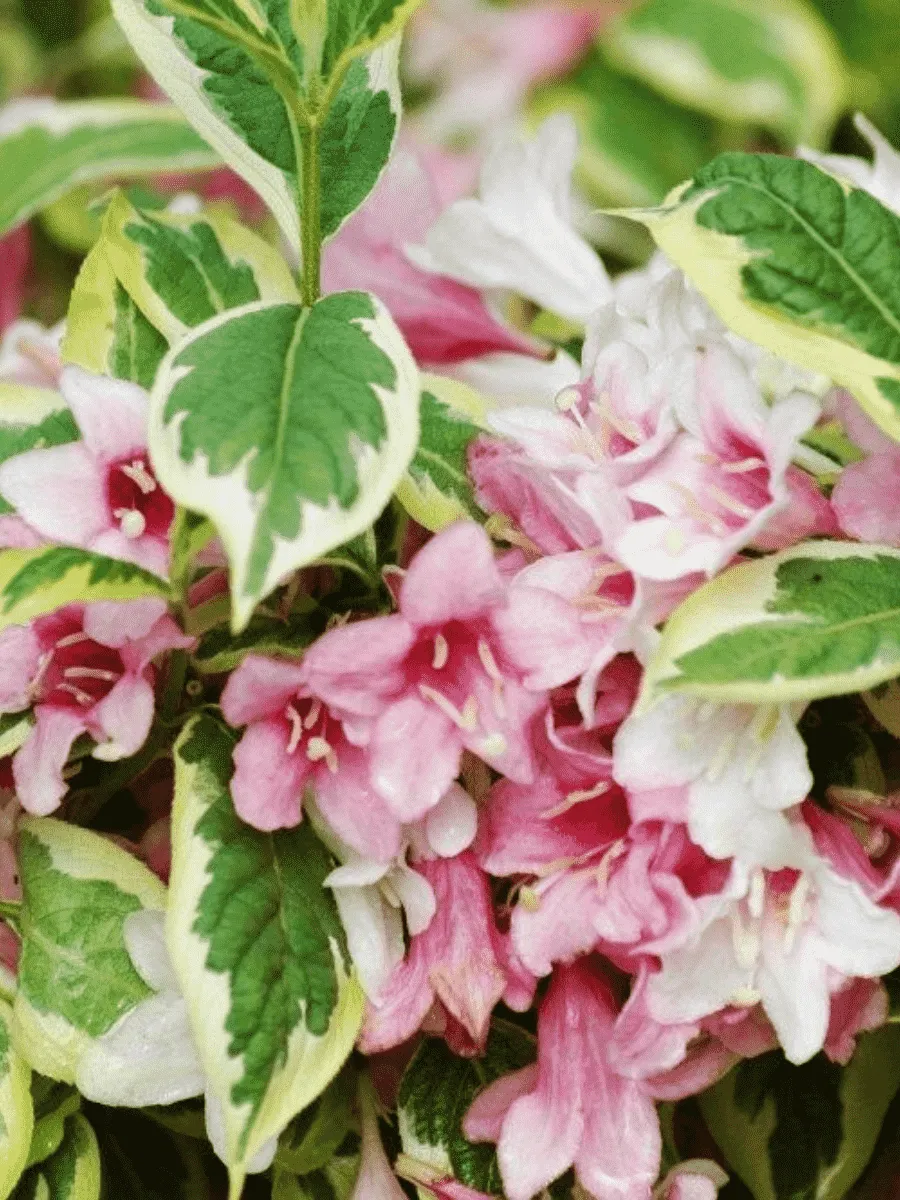 Вейгела цветущая Nana Variegata
