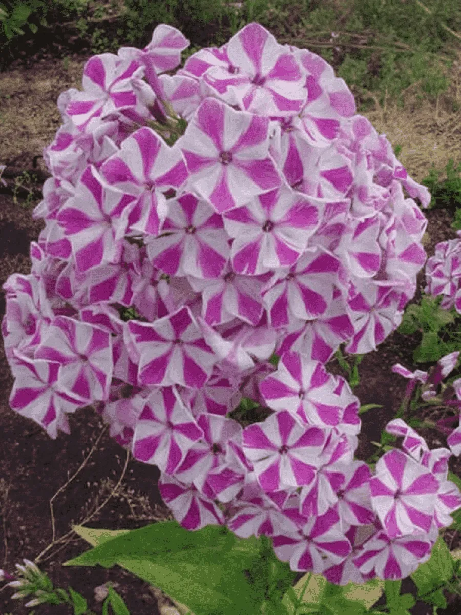 Флокс метельчатый Мишенька