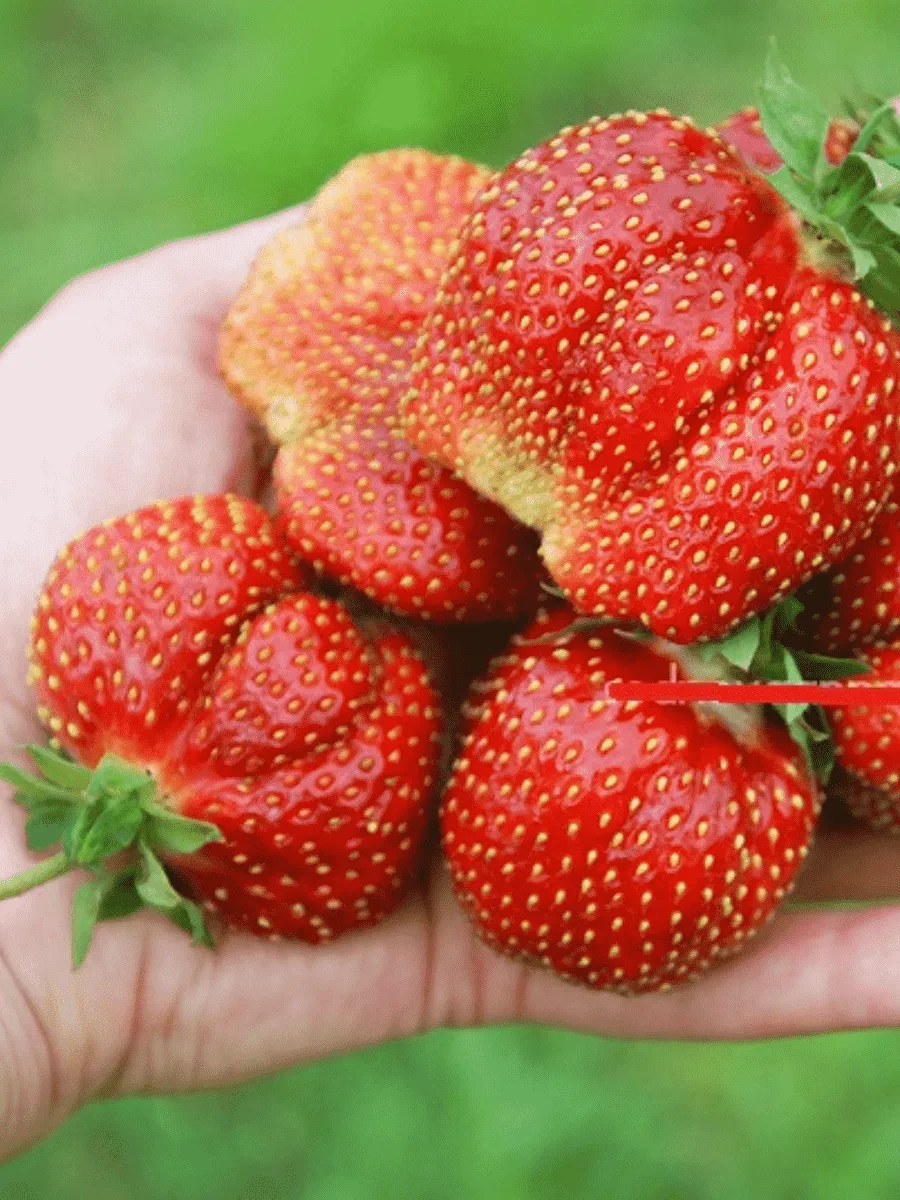 Земляника садовая Кармен Земляника садовая Кармен