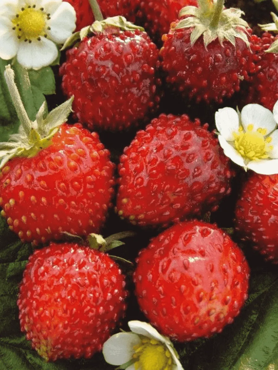 Земляника альпийская Александрия Земляника альпийская Александрия