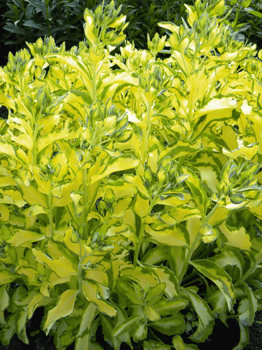 Очиток бело-розовый Mediovariegatum