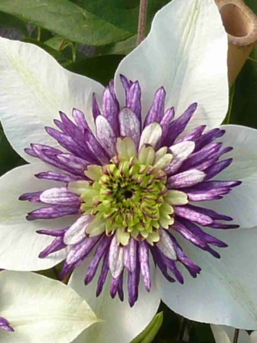 Клематис Viennetta Клематис Viennetta