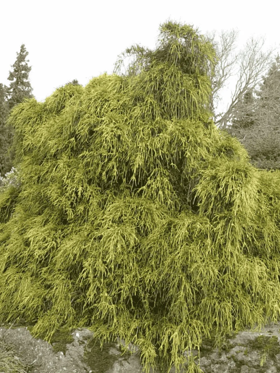 Кипарисовик горохоплодный Filifera Aurea Nana Кипарисовик горохоплодный Filifera Aurea Nana