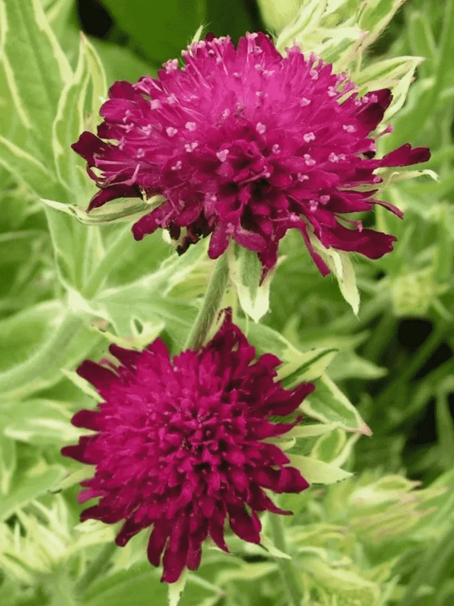 Короставник македонский Thunder and Lightning