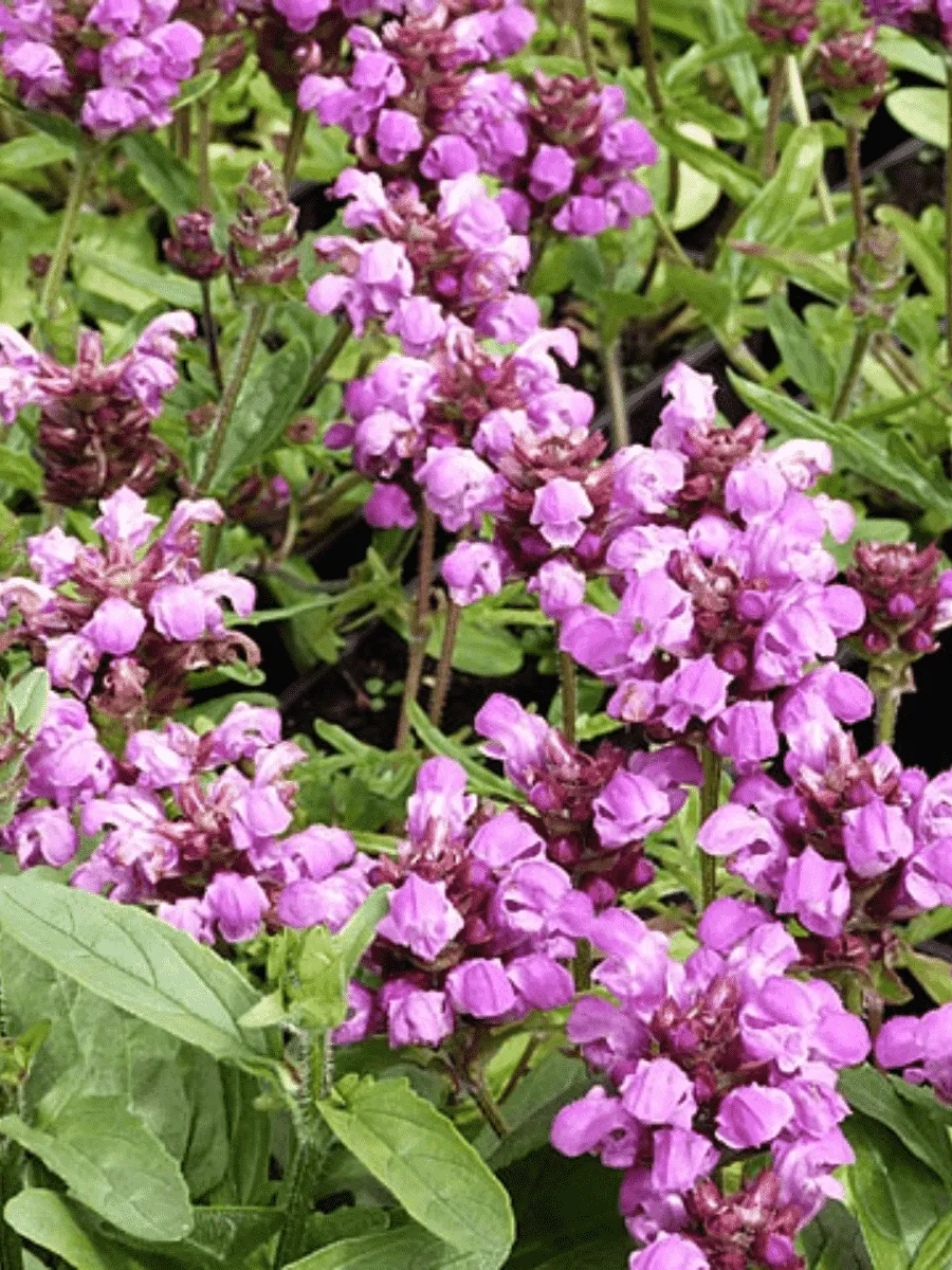 Прунелла крупноцветковая Bella Rose