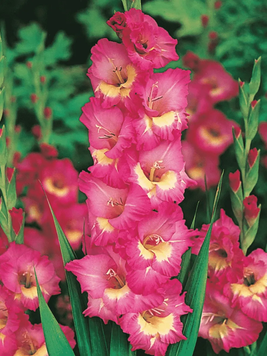 Гладиолус Windsong