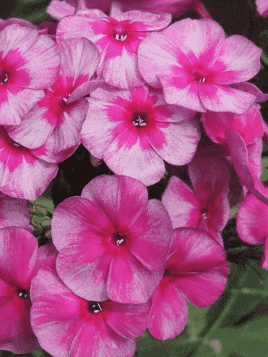 Флокс метельчатый Перун