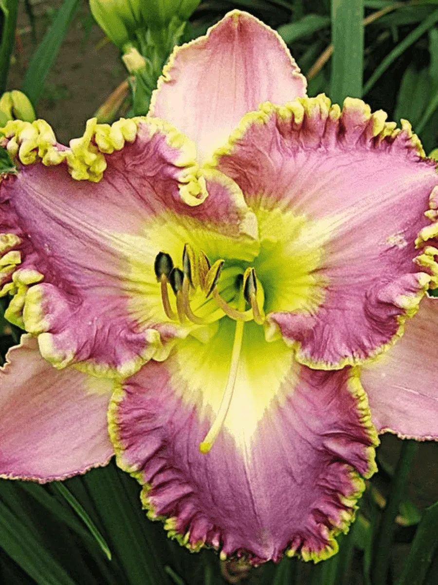 Лилейник Lavender TuTu