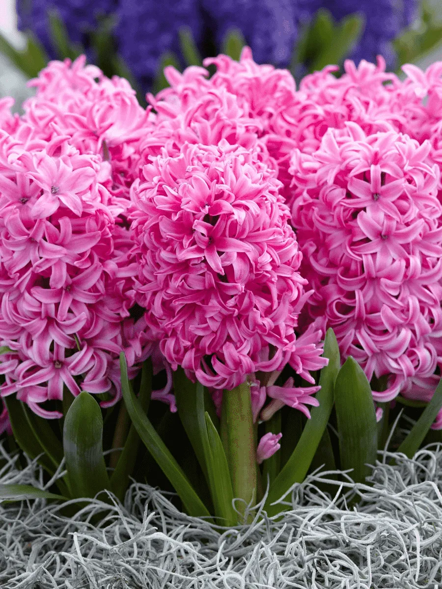 Гиацинт Pink Pearl