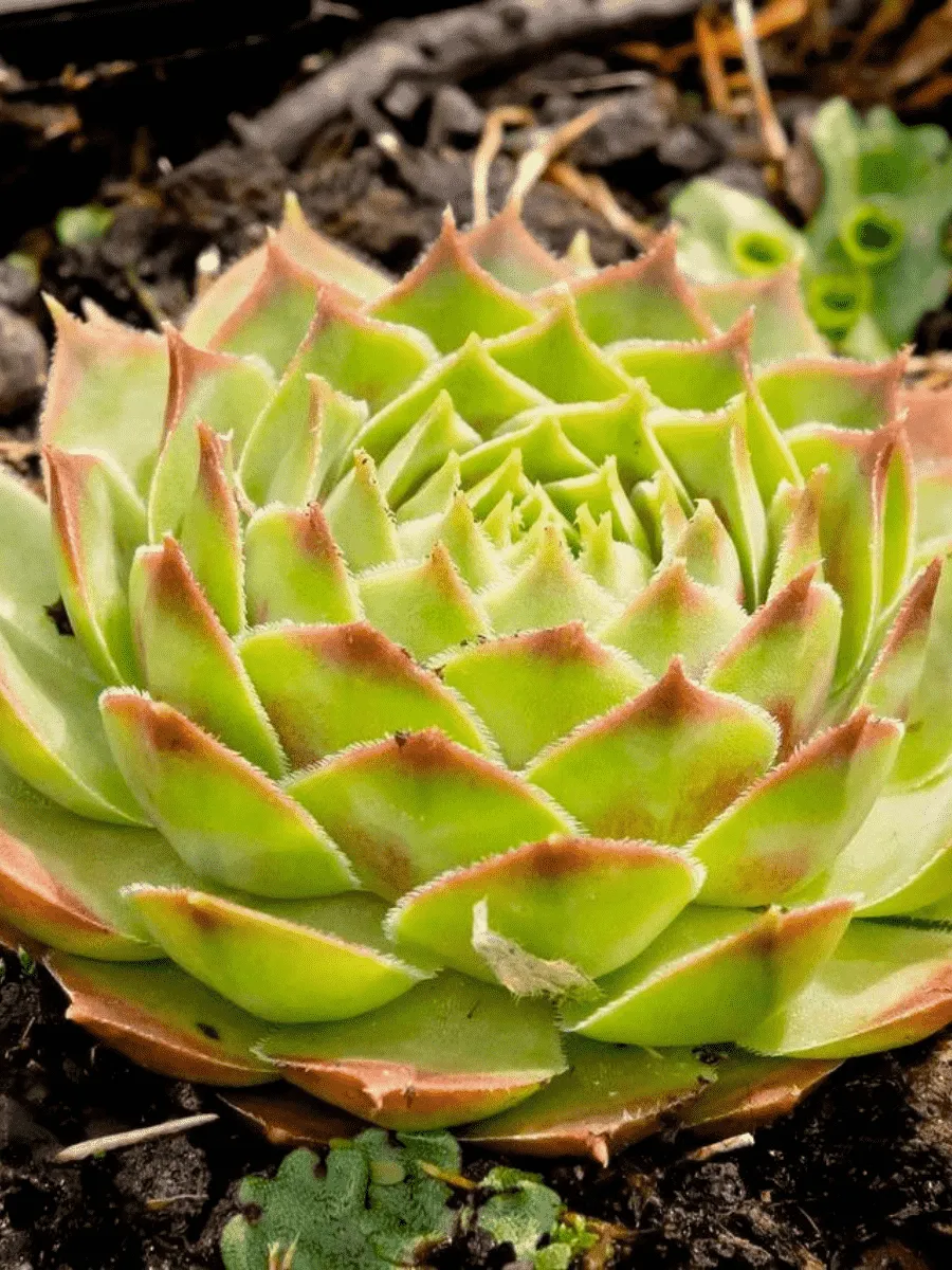 Молодило гибридное Gay Kester