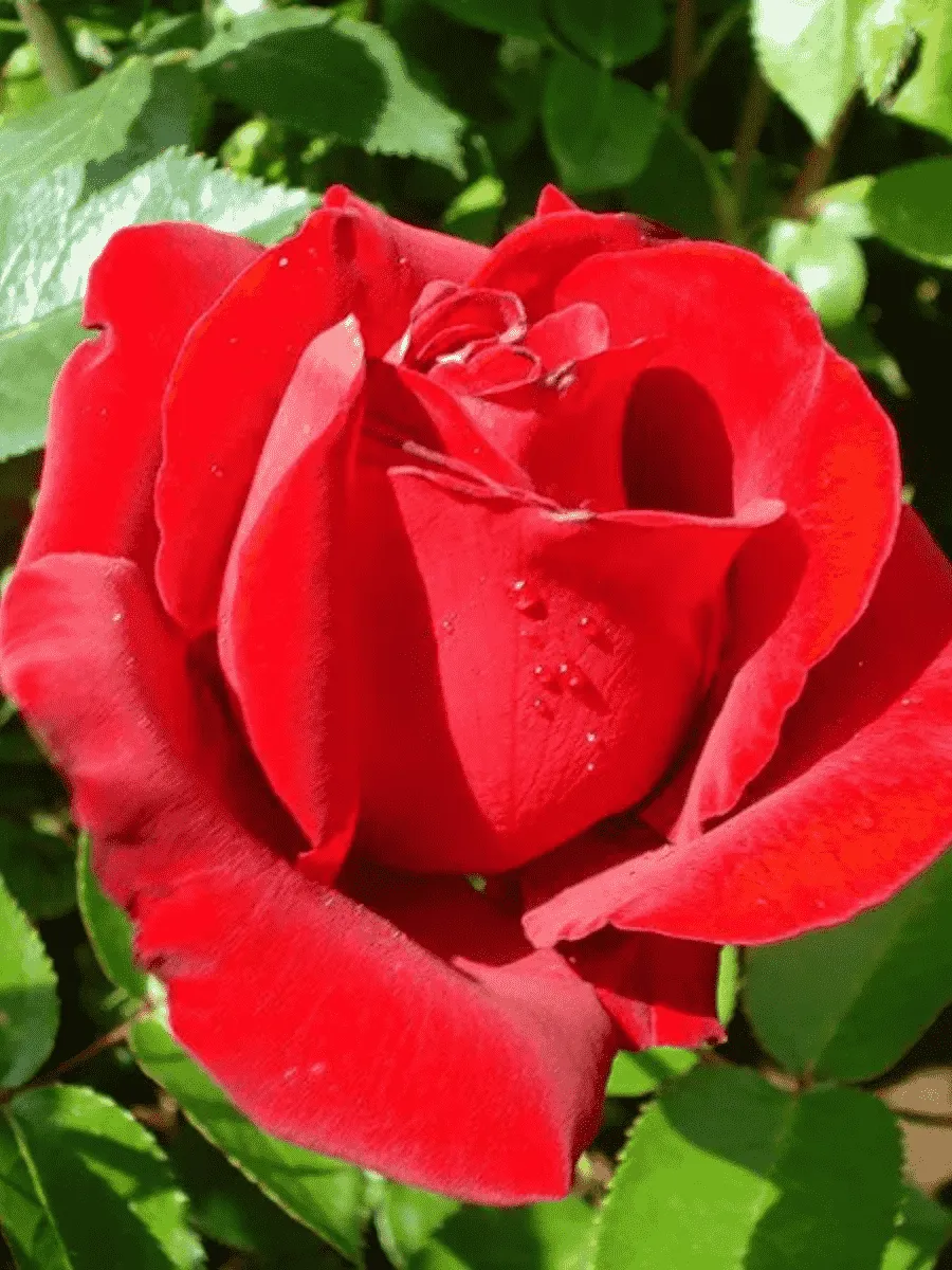 Роза чайно-гибридная Serenade